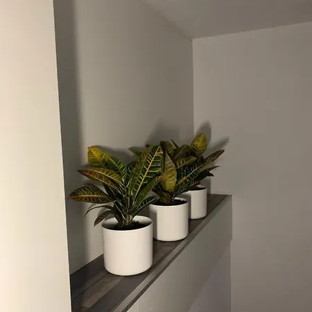 House Of Art 브라쇼브