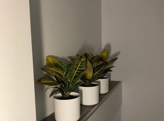 House Of Art Брашов